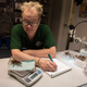 Agatha the red-kneed spider going on the scale. (EPA/Hannah Mckay)